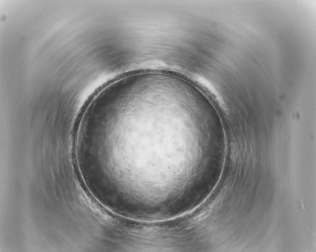 X0000088891326200706221830