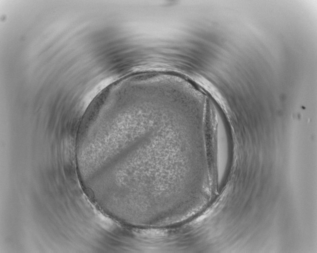 X0000088891337200706221830