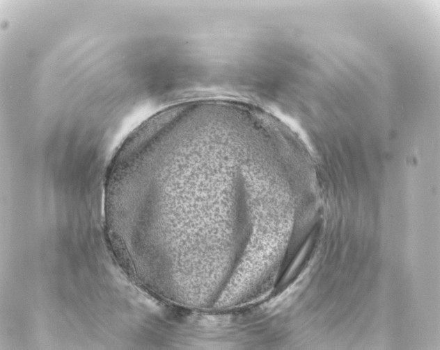 X0000088891365200706221829