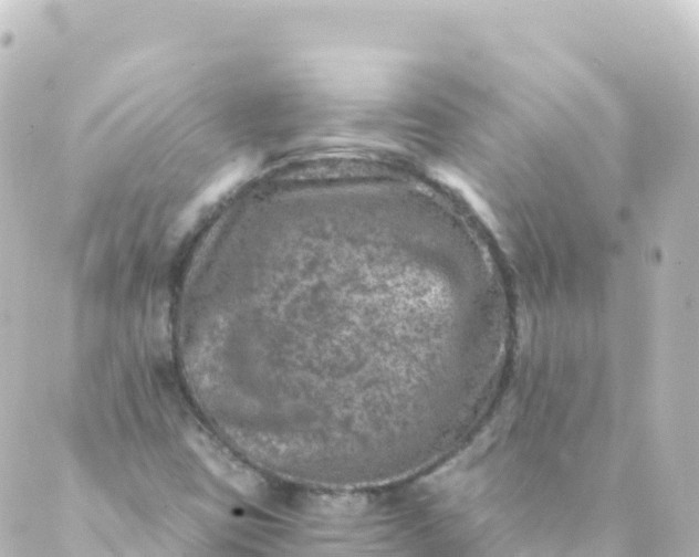 X0000088891403200706221828