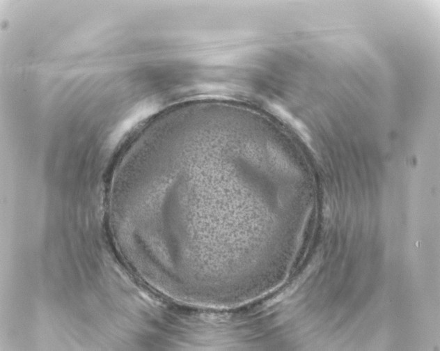 X0000088891411200706221828