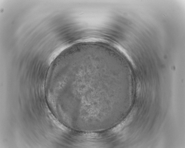 X0000088891417200706221828