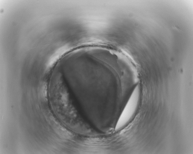 X0000088891455200706221828