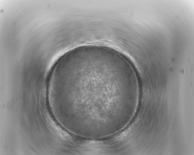 X0000088891506200706221827