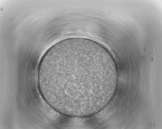 X0000088891514200706221827