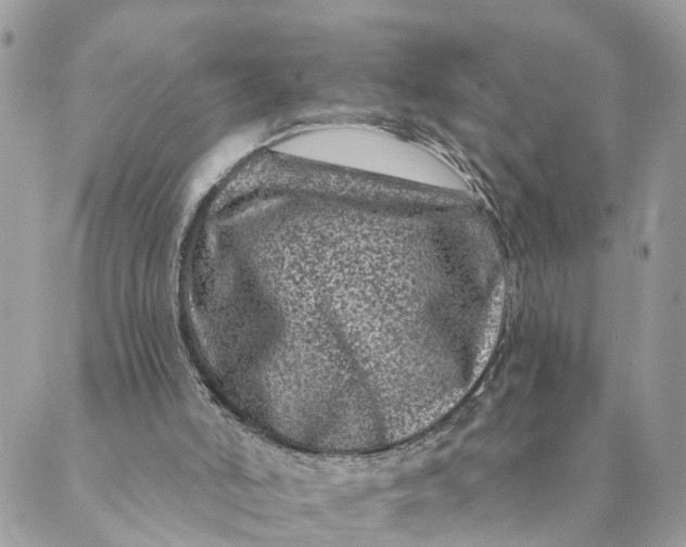 X0000088890006200706291451