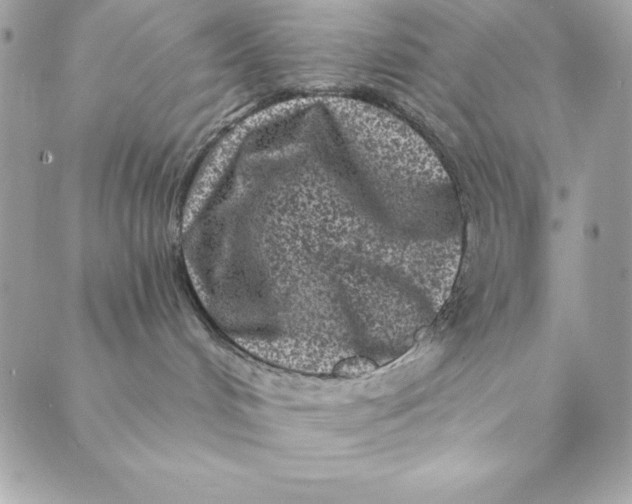 X0000088890048200706291450