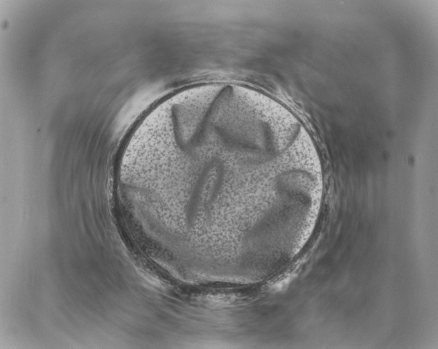 X0000088890103200706291450