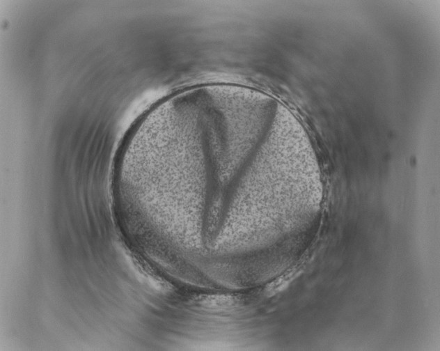 X0000088890104200706291450