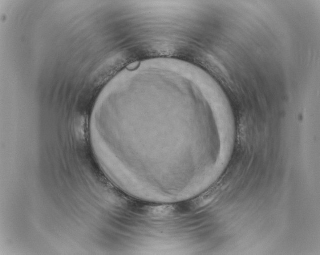 X0000088890122200706291449