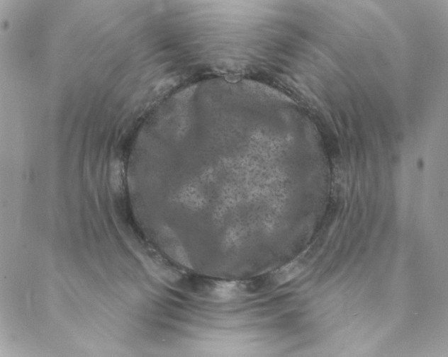 X0000088890130200706291449