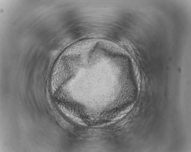 X0000088890145200706291448