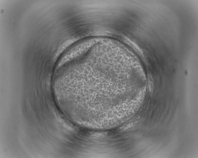 X0000088890155200706291448