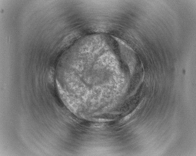 X0000088890175200706291449