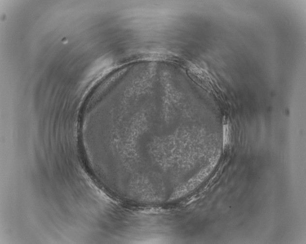 X0000088890243200706291447