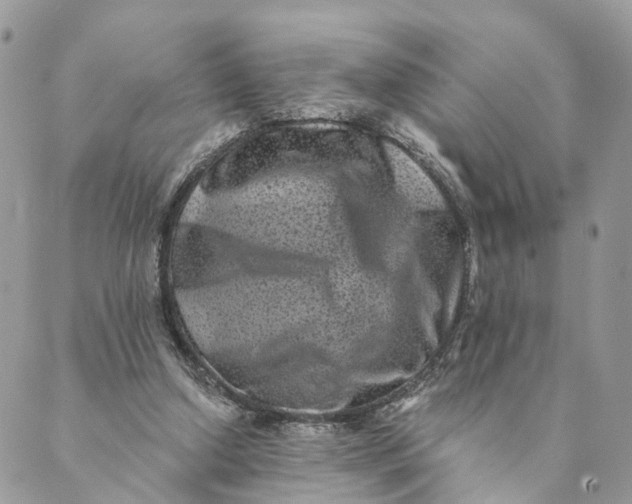 X0000088890250200706291447