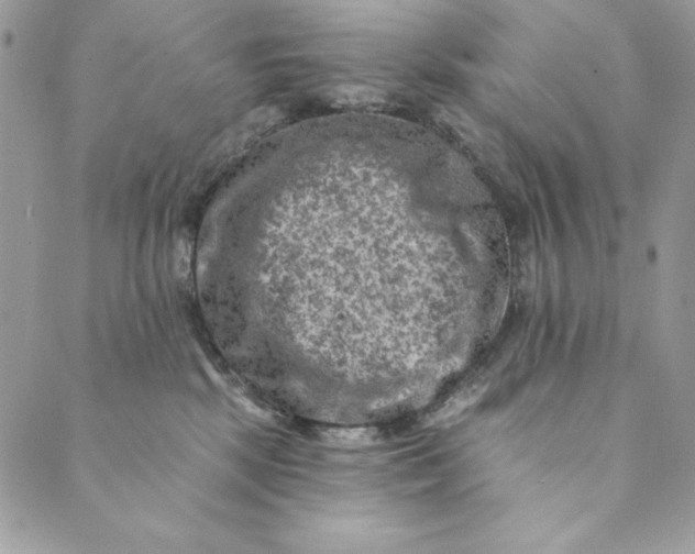 X0000088890281200706291447