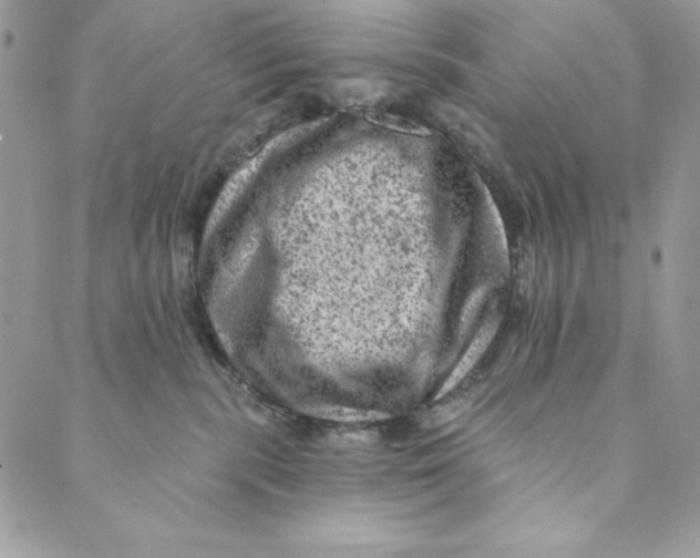 X0000088890283200706291447