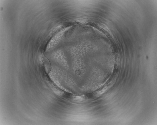 X0000088890285200706291447