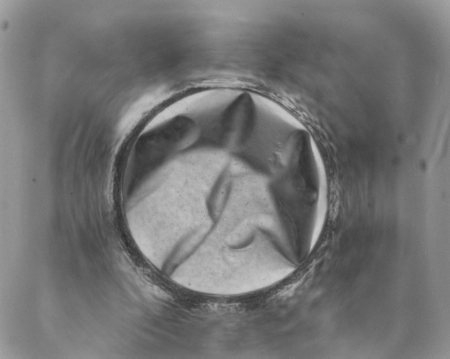 X0000088890296200706291446