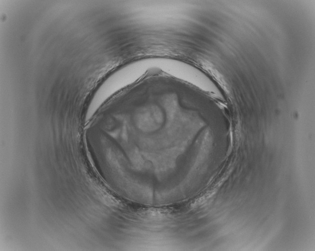 X0000088890305200706291446