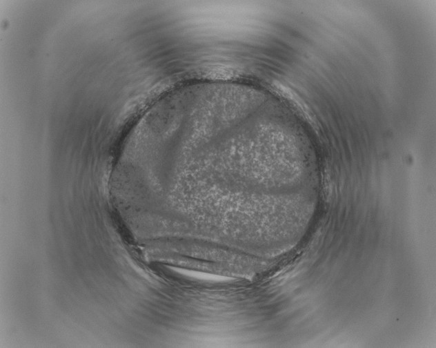 X0000088890307200706291446