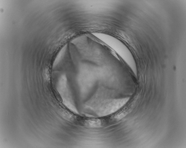 X0000088890317200706291446