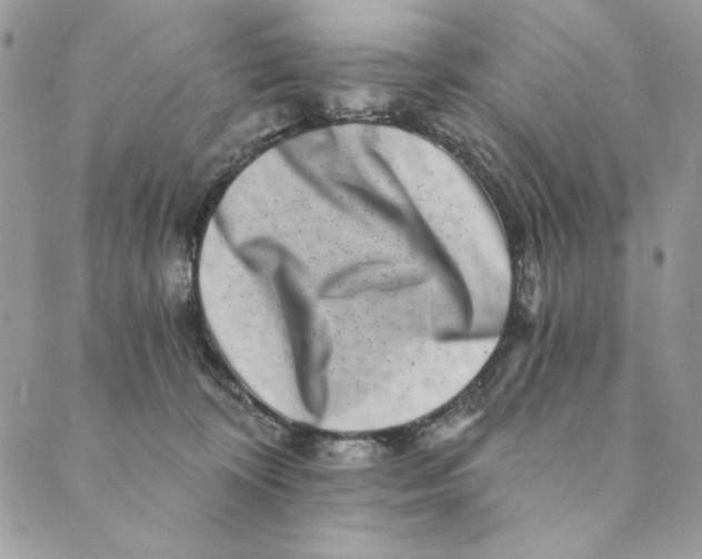 X0000088890324200706291446