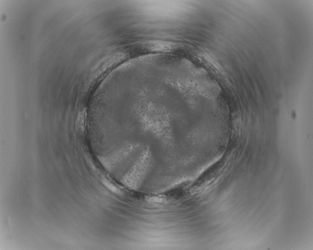 X0000088890325200706291446