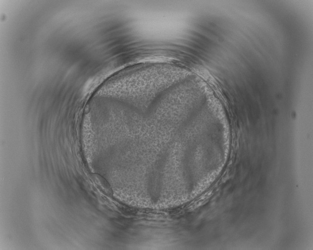 X0000088890337200706291445