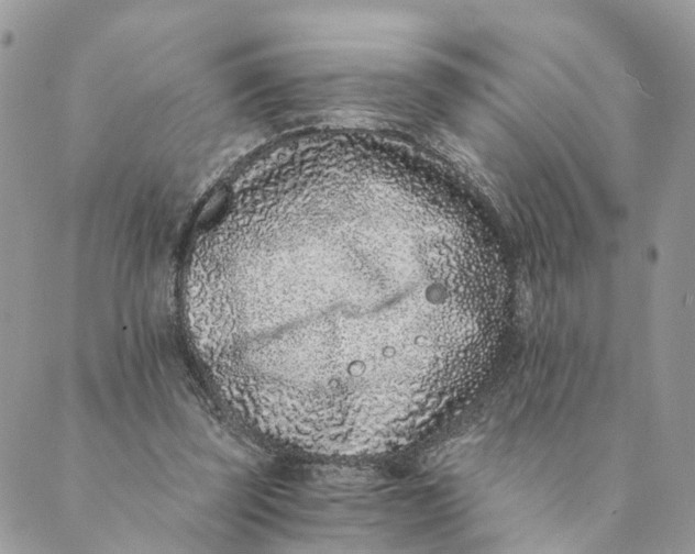 X0000088890347200706291445