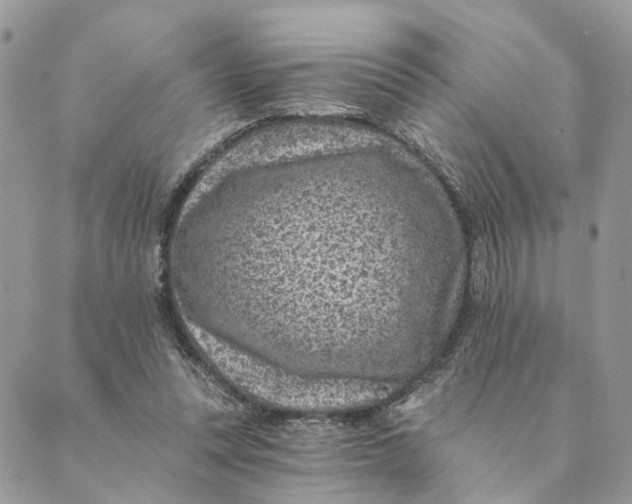 X0000088890351200706291445