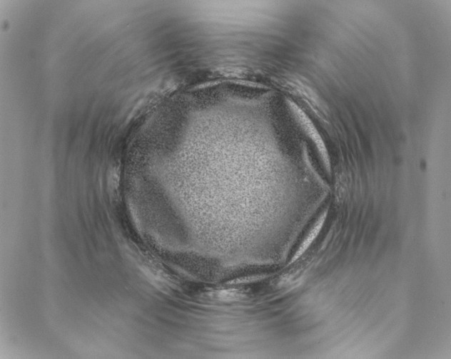 X0000088890365200706291445