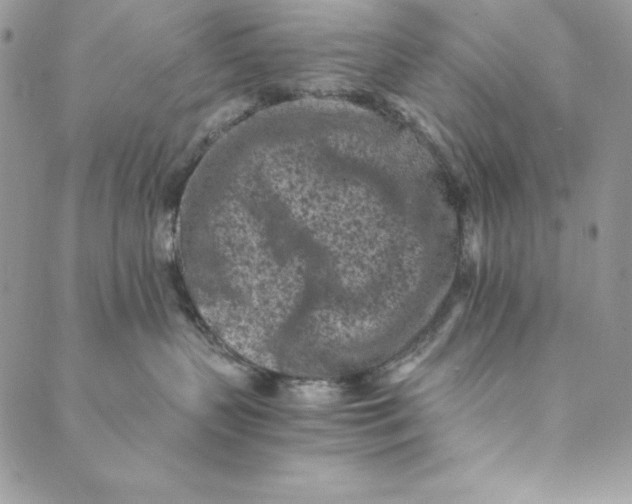 X0000088890383200706291446