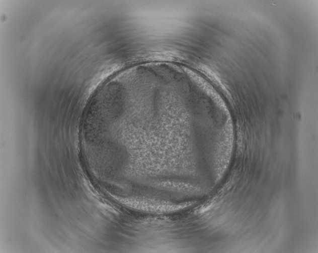 X0000088890386200706291445