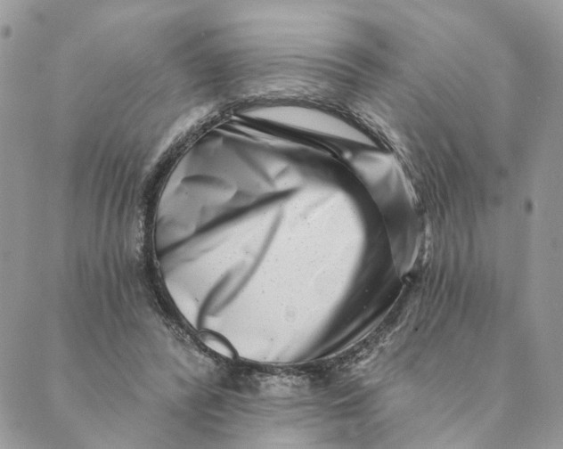 X0000088890400200706291445