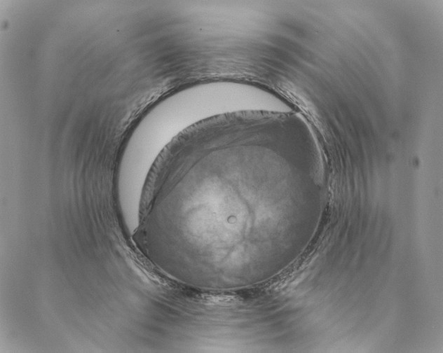 X0000088890401200706291445