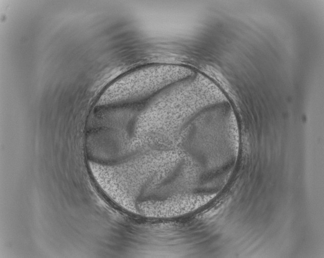 X0000088890433200706291443