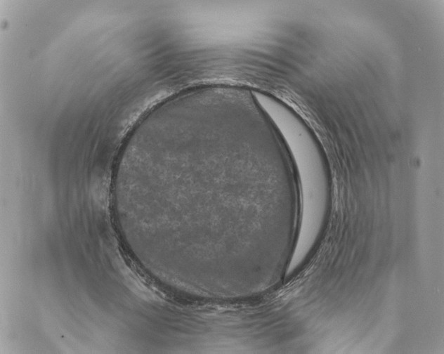 X0000088890434200706291443