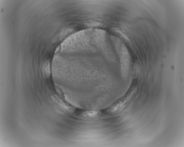 X0000088890479200706291444