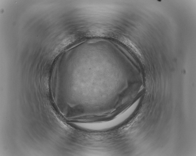 X0000088890489200706291443