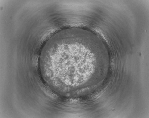 X0000088890495200706291443