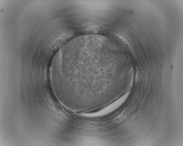 X0000088890504200706291443