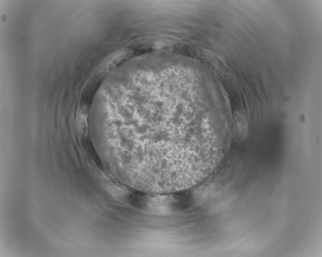 X0000088890527200706291443