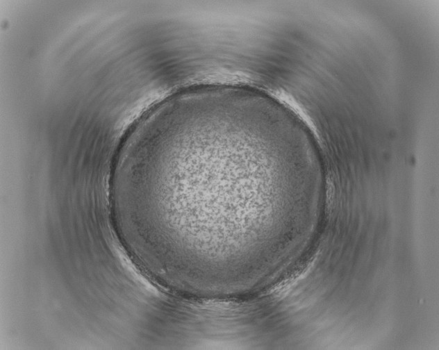 X0000088890581200706291442