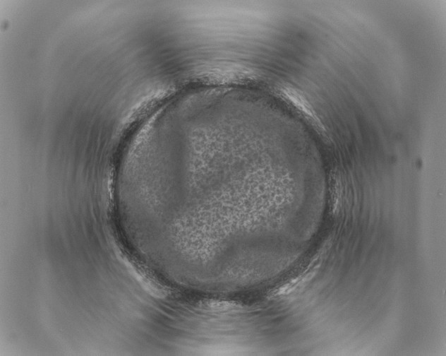 X0000088890590200706291442