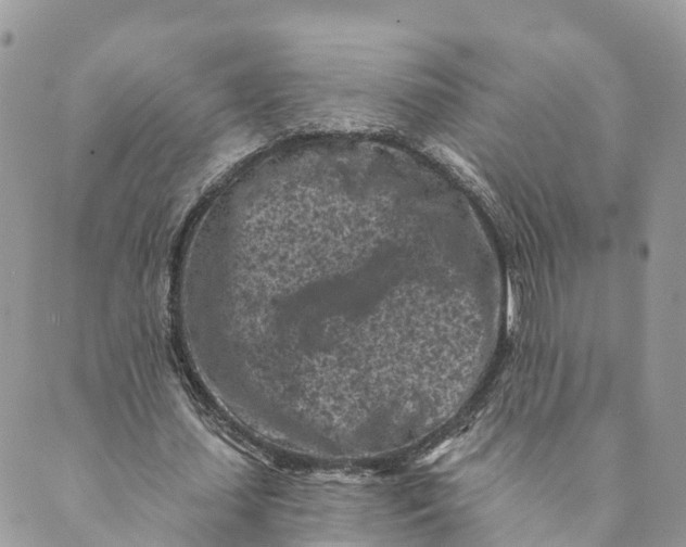 X0000088890627200706291440