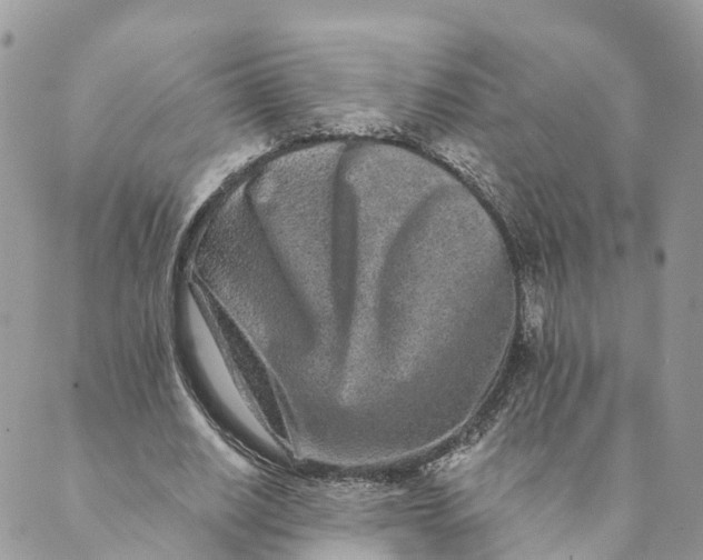 X0000088890630200706291440