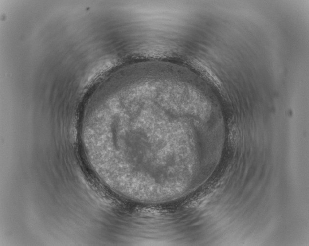 X0000088890635200706291441