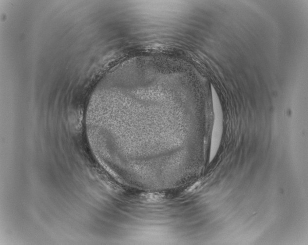 X0000088890660200706291441